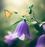 CAMPANULA carpatica Tussock Bellflower