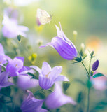 CAMPANULA carpatica Tussock Bellflower