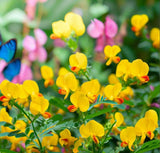 CHAMAECRISTA fasciculata Partridge Pea