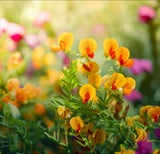 CHAMAECRISTA fasciculata (Partridge Pea)