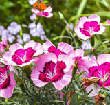 CLARKIA amoena (Godetia, Dwarf)