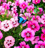 CLARKIA amoena (Godetia, Dwarf)