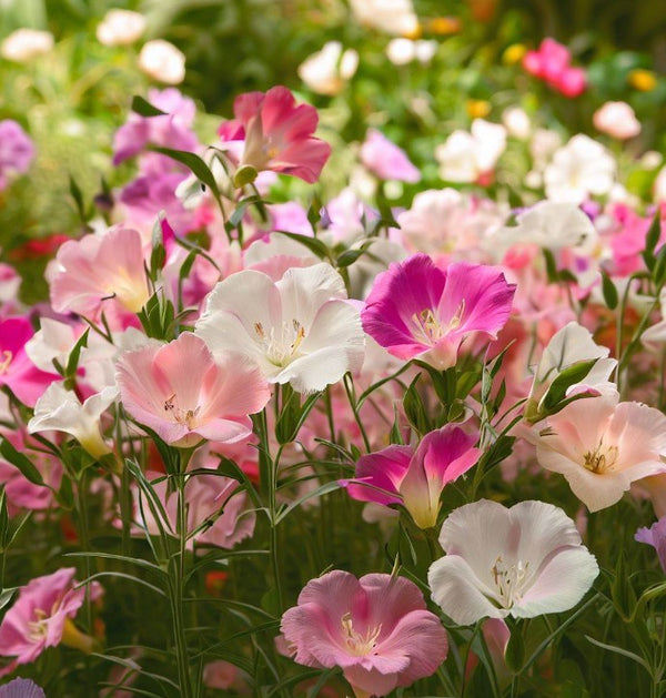 Clarkia