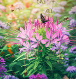 CLEOME hassleriana (Spider Plant)