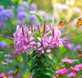 CLEOME hassleriana (Spider Plant)