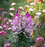 CLEOME serrulata (Rocky Mountain Beeplant)