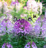 CLEOME serrulata (Rocky Mountain Beeplant)