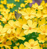 COREOPSIS lanceolata (Lance-Leaved Coreopsis, Dwarf)