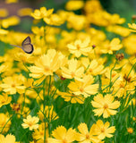 COREOPSIS lanceolata (Lance-Leaved Coreopsis, Dwarf)