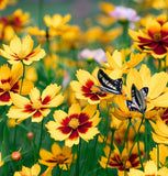 COREOPSIS lanceolata Lance-Leaved Coreopsis