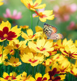 COREOPSIS lanceolata Lance-Leaved Coreopsis