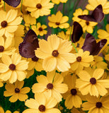 COREOPSIS leavenworthii (Leavenworth's Tickseed)