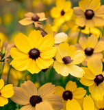 COREOPSIS leavenworthii (Leavenworth's Tickseed)