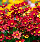 COREOPSIS tinctoria (Dwarf Red Plains Coreopsis)