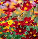 COREOPSIS tinctoria (Dwarf Red Plains Coreopsis)