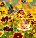 COREOPSIS tinctoria Plains Coreopsis, Dwarf