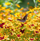 COREOPSIS tinctoria (Plains Coreopsis, Dwarf)