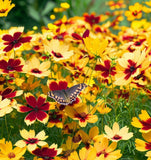 COREOPSIS tinctoria (Plains Coreopsis)