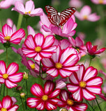 COSMOS bipinnatus ('Candystripe' Cosmos, White w/Crimson Markings)