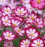 COSMOS bipinnatus ('Candystripe' Cosmos, White w/Crimson Markings)