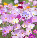 COSMOS bipinnatus (Cosmos, Dwarf Mixed)