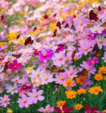 COSMOS bipinnatus (Cosmos, Dwarf Mixed)