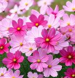 COSMOS bipinnatus 'Dazzler' (Cosmos, Crimson)