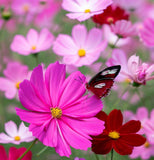 COSMOS bipinnatus 'Dazzler' (Cosmos, Crimson)