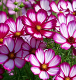 COSMOS bipinnatus 'Picotee' (White w/Magenta Edges)