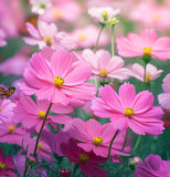 COSMOS bipinnatus 'Pinkie' (Cosmos, Pink)