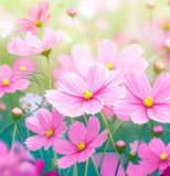 COSMOS bipinnatus 'Pinkie' (Cosmos, Pink)