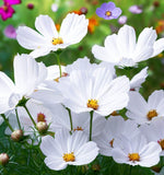 COSMOS bipinnatus 'Purity' (Cosmos, White)