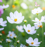 COSMOS bipinnatus 'Purity' (Cosmos, White)