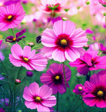 COSMOS bipinnatus 'Radiance' (Cosmos, Deep Rose w/Crimson Eye)