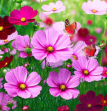 COSMOS bipinnatus 'Radiance' (Cosmos, Deep Rose w/Crimson Eye)