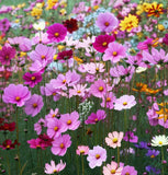 COSMOS bipinnatus 'Sensation Mix' (Cosmos, Tall Mixed)