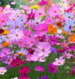 COSMOS bipinnatus 'Sensation Mix' (Cosmos, Tall Mixed)