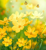 COSMOS bipinnatus, Yellow (Cosmos, Tall Yellow)