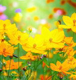 COSMOS sulphureus 'Bright Lights' (Sulphur Cosmos, Tall Mixed)