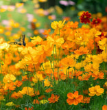 COSMOS sulphureus 'Bright Lights' (Sulphur Cosmos, Tall Mixed)