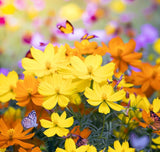 COSMOS sulphureus (Cosmos, Dwarf Mixed)