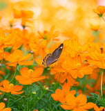 COSMOS sulphureus (Cosmos, Dwarf Orange)