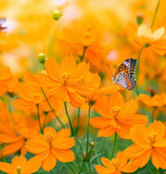 COSMOS sulphureus (Cosmos, Dwarf Orange)