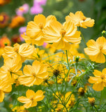 COSMOS sulphureus 'Crest Gold' (Sulphur Cosmos, Tall Gold)