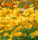 COSMOS sulphureus 'Crest Gold' (Sulphur Cosmos, Tall Gold)