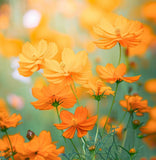 COSMOS sulphureus 'Crest Orange' (Sulphur Cosmos, Tall Orange)