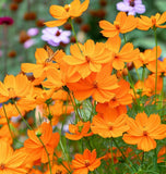 COSMOS sulphureus 'Crest Orange' (Sulphur Cosmos, Tall Orange)