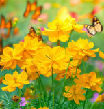 COSMOS sulphureus (Sulphur Cosmos, Dwarf Gold)