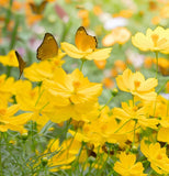 COSMOS sulphureus (Sulphur Cosmos, Dwarf Gold)