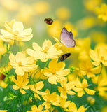 COSMOS sulphureus (Sulphur Cosmos, Dwarf Lemon)